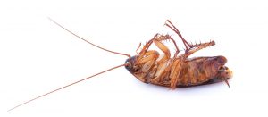 Get Rid of Cockroaches in Alabama