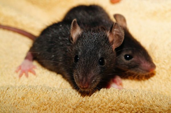 Rat and Mice Control in Alabama