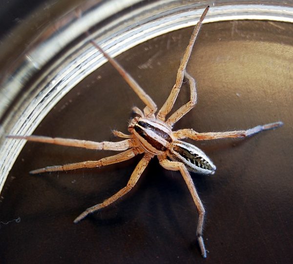 Alabama Spider Control