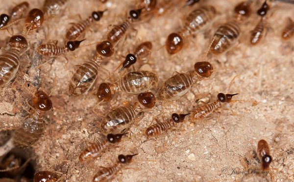 Alabama Termite Inspection