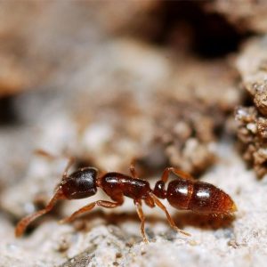 Ant Exterminator in Alabama
