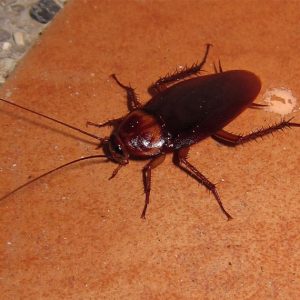 Cockroach Control in Alabama