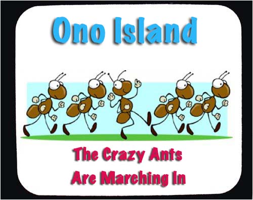 Crazy Ants on Ono Island