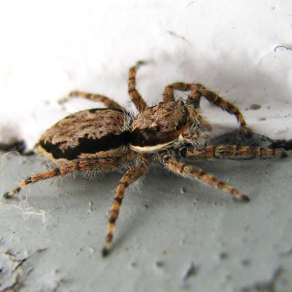 Spider Control Service in Alabama