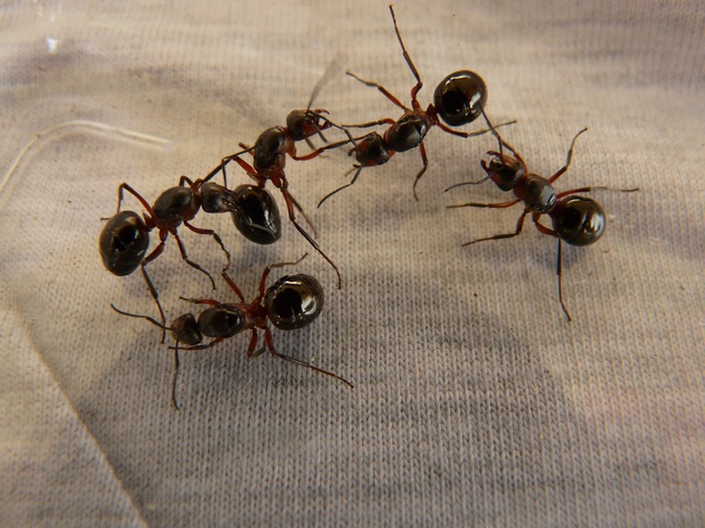 Keep Ants Out of Your Home