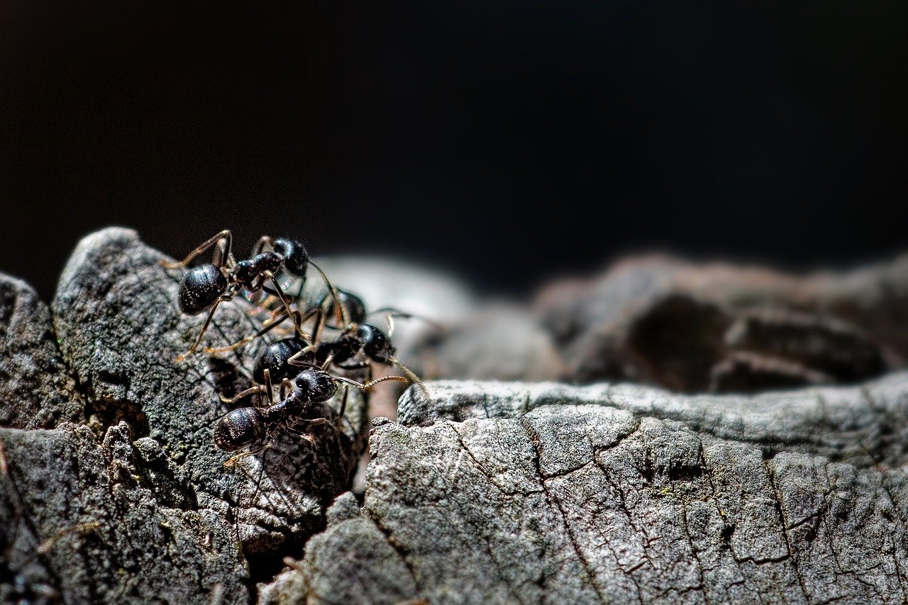 Invading Ants, Dealing With Invading Ants