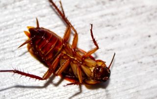 Palmetto Roaches, Why You Should Want Them Gone