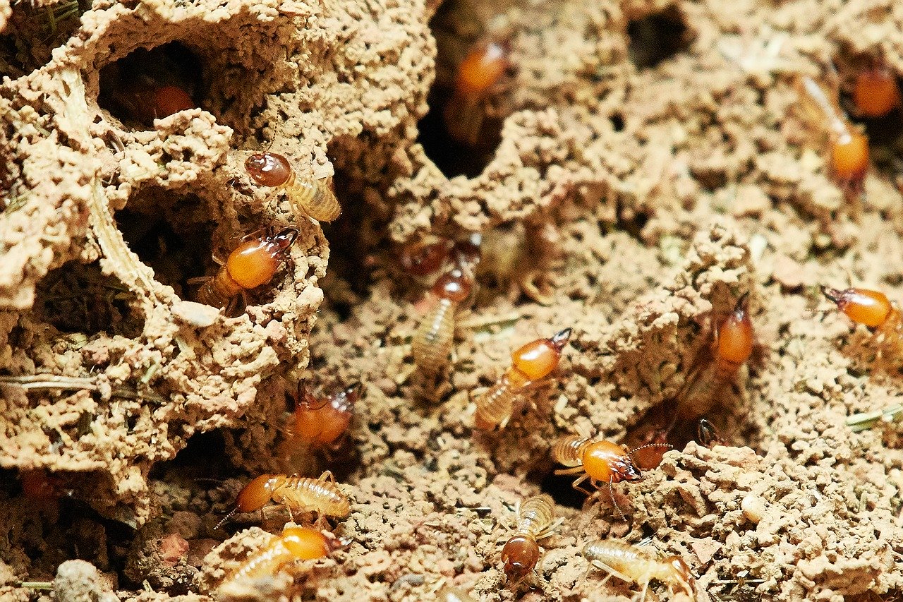 Termite Infestation, Group of Termites