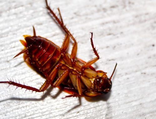 The Crazy Way Cockroaches Are Invading Your House