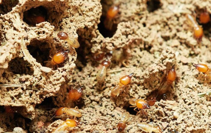 Why Alabama Is One Of The Worst States For Termite Infestation