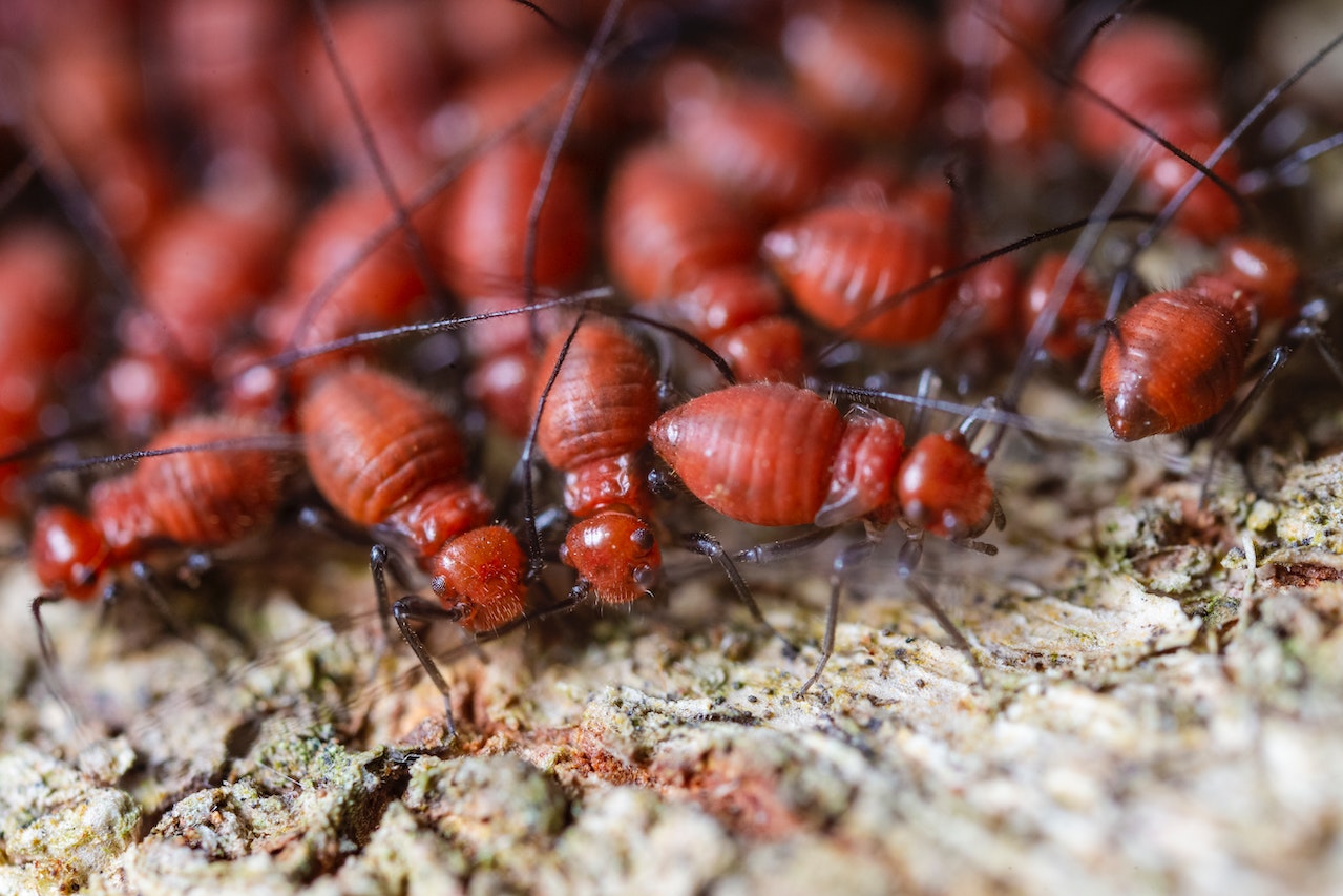 Termite Damage: What You Need To Know To Protect Your Investment