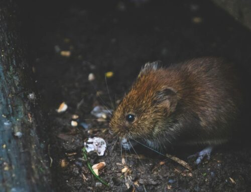 Comprehensive Rodent Control Guide by Advanced Pest Control Of Alabama