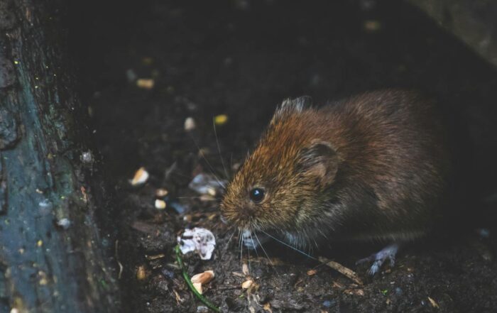 Comprehensive Rodent Control Guide by Advanced Pest Control Of Alabama